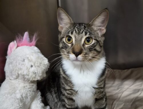 GIUSEPPE, 4 MESI: gattino tigrato coccolone e amorevole cerca casa a Roma | Va d’accordo con altri gatti